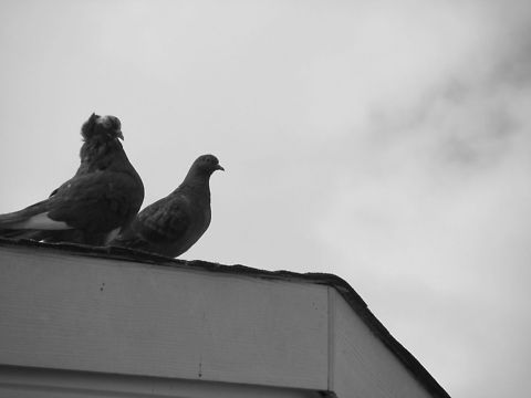 Pigeons  Columba livia,Rock Dove