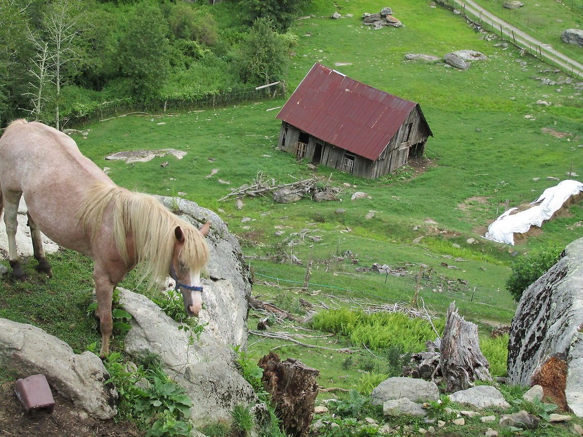 Horse  Domestic horse,Equus ferus caballus
