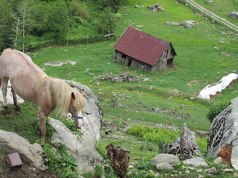 Horse  Domestic horse,Equus ferus caballus