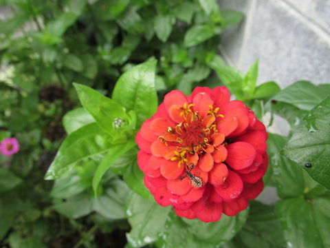 Pretty Zinnia  Zinnia elegans