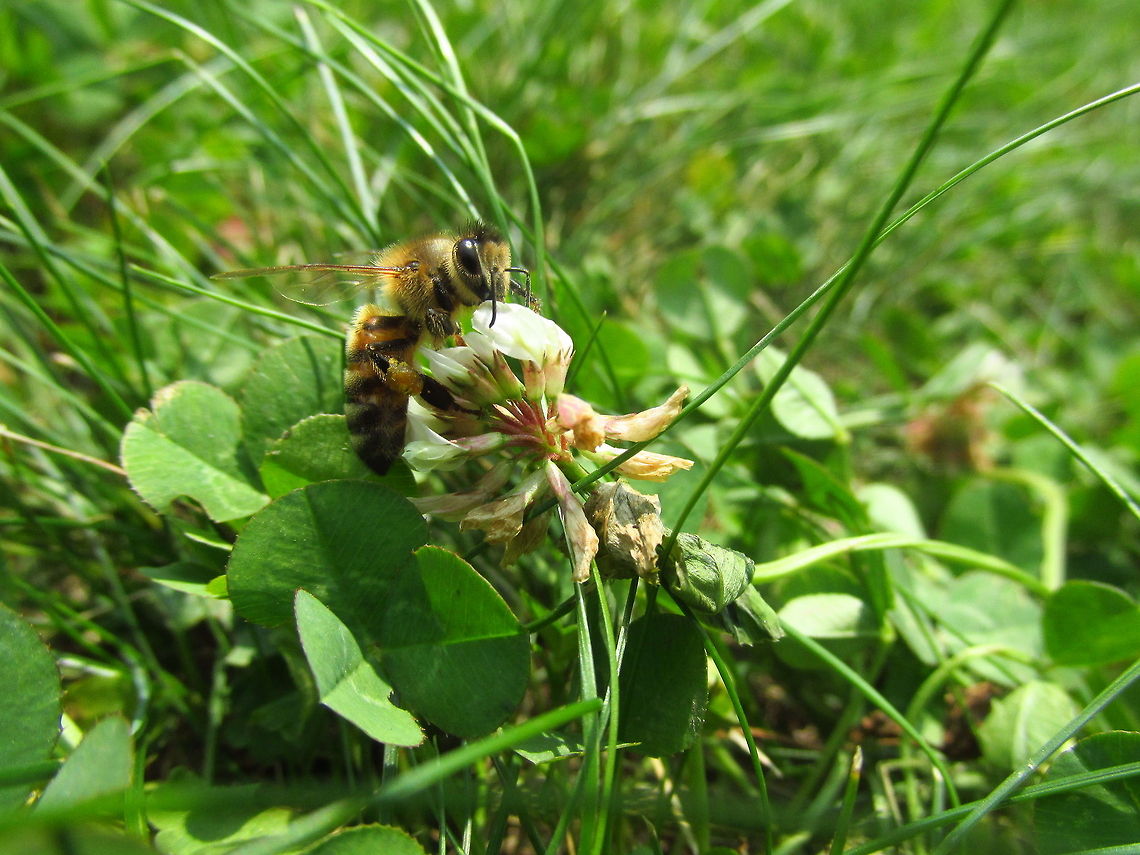 Honey Bee  Apis cerana,Eastern honey bee