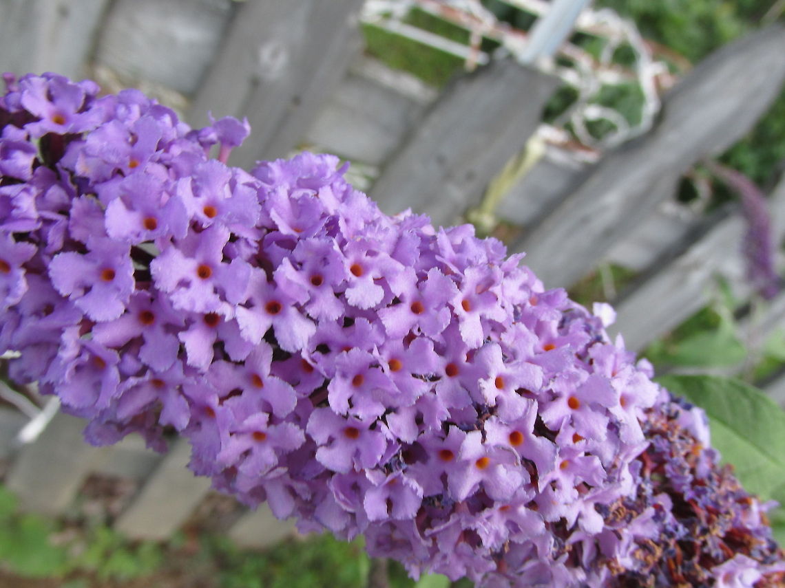 Butterfly Bush  Buddleja davidii