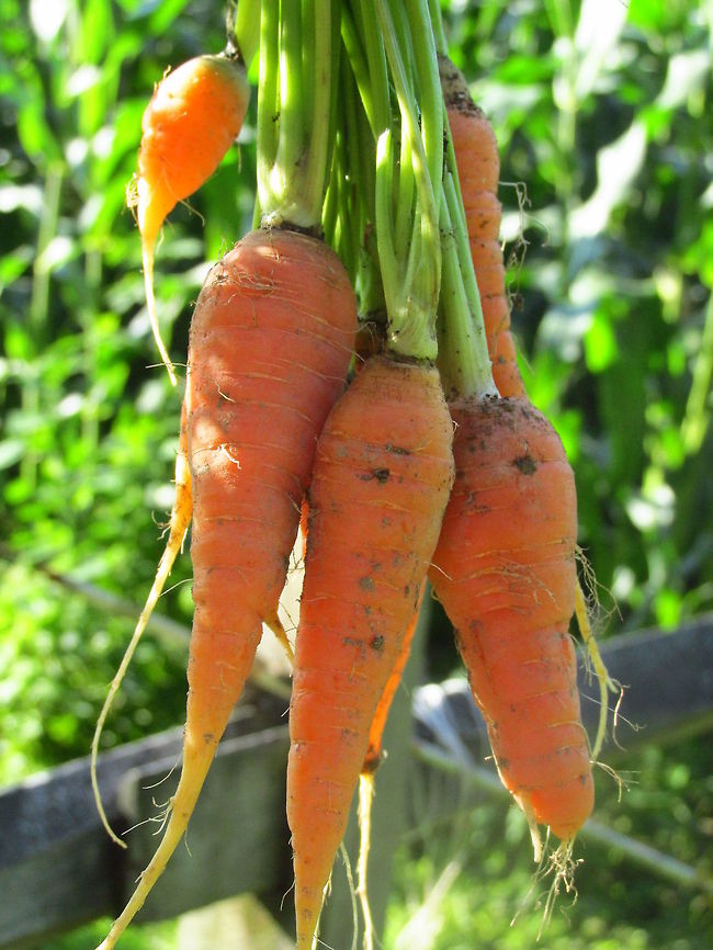 Fresh Garden Carrots  Carrot,Daucus carota subsp. sativus