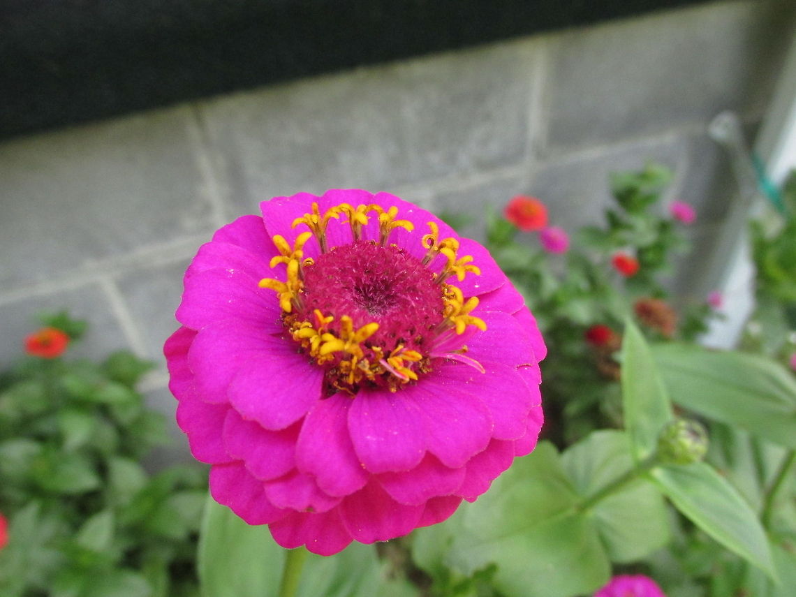 Pretty Zinnia  Zinnia elegans