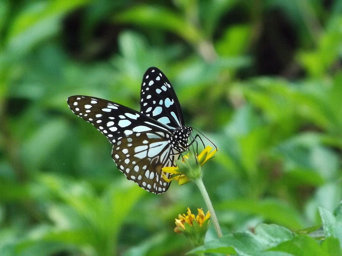 LIFE IN NECTOR GREEN LOVE Blue Tiger,Geotagged,India,Tirumala limniace