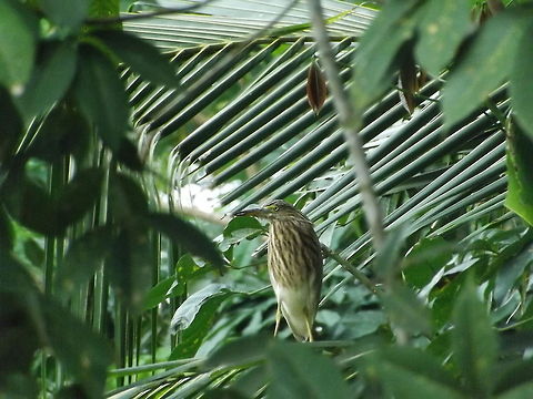 Indian Pond Heron  Ardeola grayii,Indian Pond Heron
