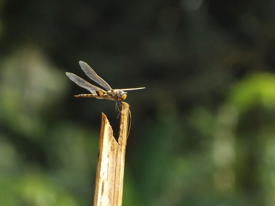 NATURE has its own way gona fly AWAY Tramea basilaris