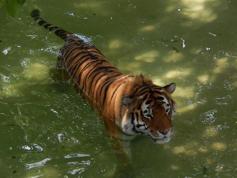 Tiger A Tiger Cooling Off After A Long Days Hunt!! Bengal tiger,Geotagged,Panthera tigris tigris,United States