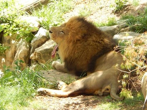 Even The King Of The Jungle Takes A Time Out  Lion,Panthera leo