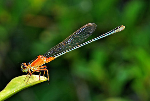 DSC_4251_-_Copy  Ischnura senegalensis
