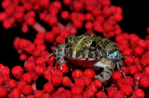 DSC_5614_-_Copy  frog,toad