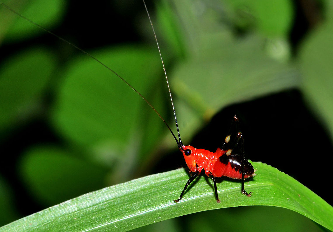 DSC_5963_-_Copy  Conocephalus melanus