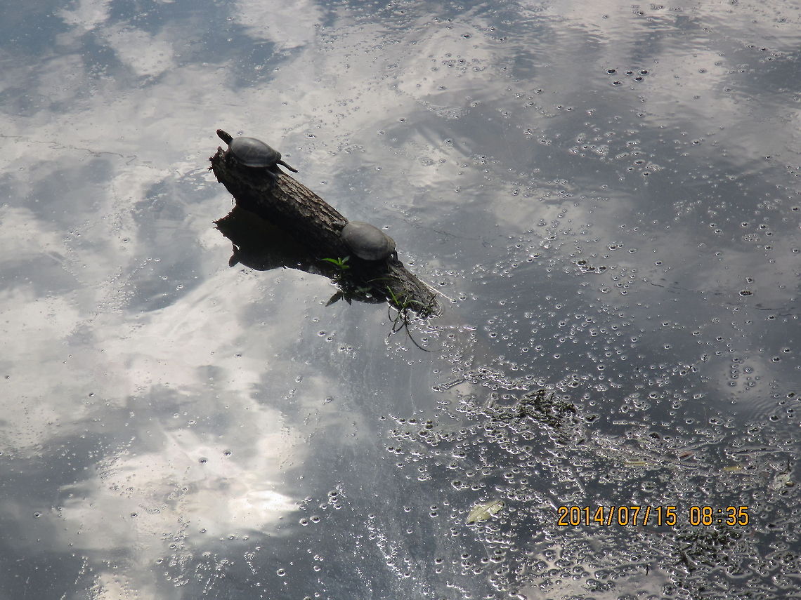 Painted_Turtles This picture was taken about a month ago in Lake Elkhorn, Columbia, MD.  Chelydra serpentina,Chrysemys picta,Common snapping turtle,Geotagged,Painted turtle,United States