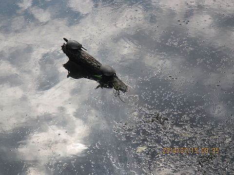 Painted_Turtles This picture was taken about a month ago in Lake Elkhorn, Columbia, MD.  Chelydra serpentina,Chrysemys picta,Common snapping turtle,Geotagged,Painted turtle,United States