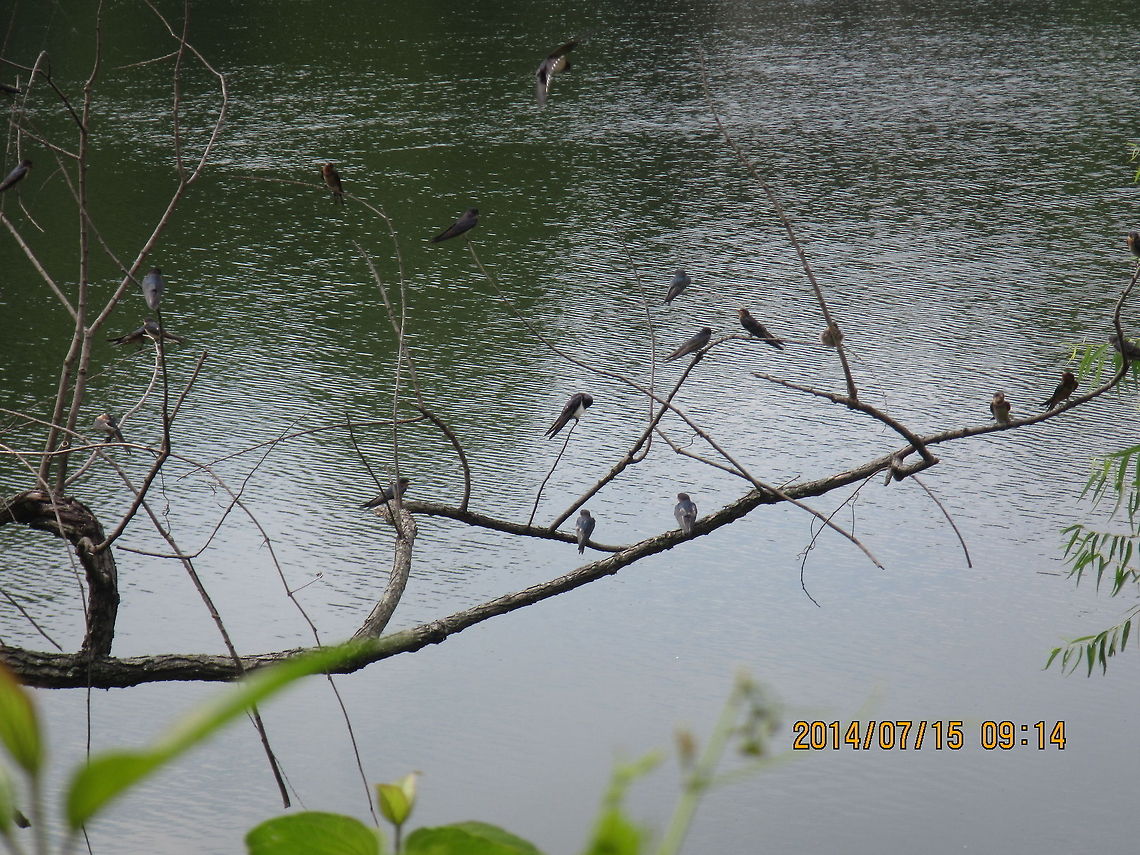 Barn Swallow  Geotagged,United States