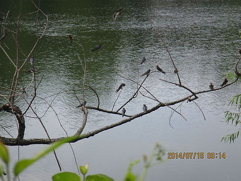 Barn Swallow  Geotagged,United States