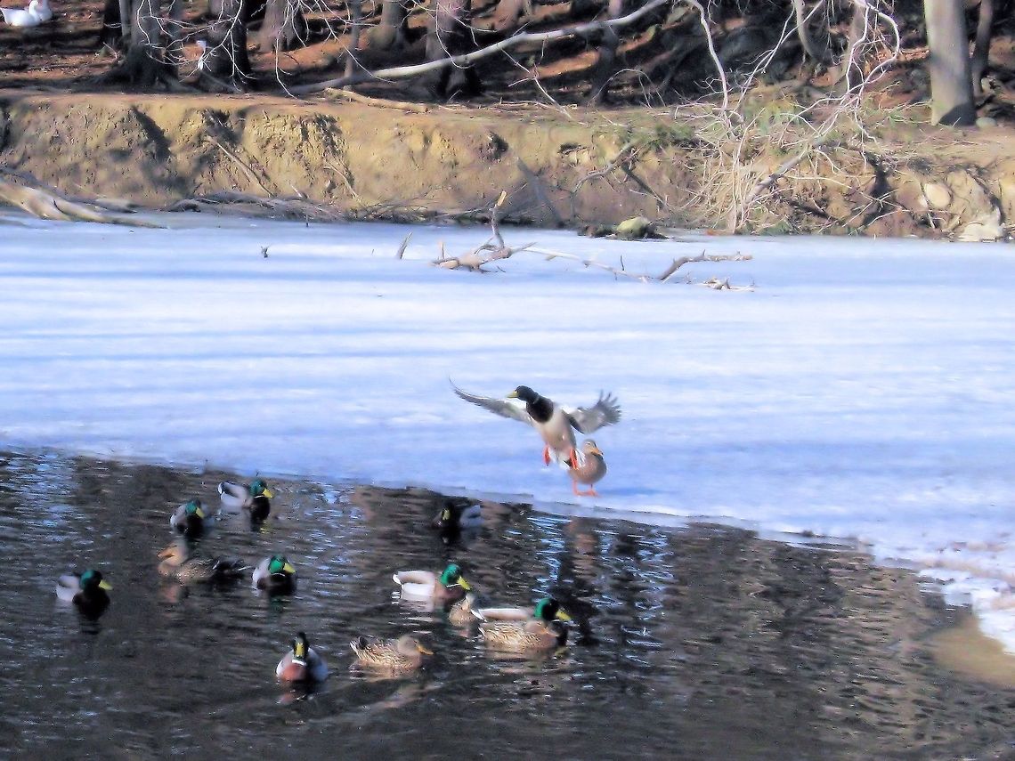 The Mallard  Anas platyrhynchos,Geotagged,Mallard,United States