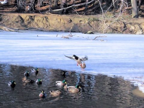 The Mallard  Anas platyrhynchos,Geotagged,Mallard,United States