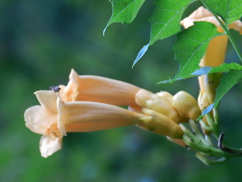 Yellow Trumpet  Campsis Radicans,Geotagged,United States,Yellow Trumpet,flora