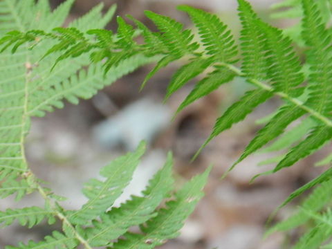 Fern  Athyrium filix-femina,Geotagged,Lady Fern,United States