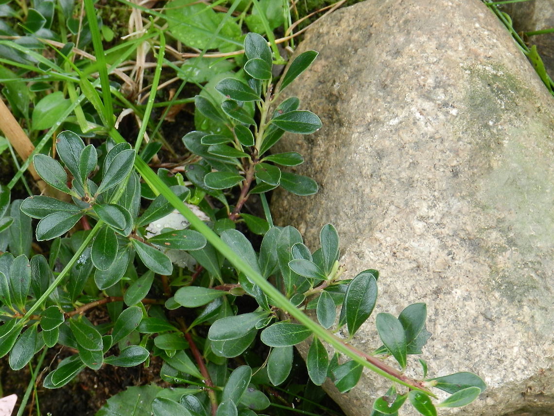 Bearberry Uva ursi is a Latin name which means bear's grape. Also known as Bearberry and Kinnikinnick. This is a native plant to Eastern United States. I came across this plant while searching for a groundcover for my garden as an alternative to lawn.  These plants are visually appealing all year round starting with white and pink flowers followed by berries in the Winter. The foliage changes colors throughout the seasons from  yellow-green in Spring to reddish-purple in the fall. It is drought  tolerant , salt tolerant and does well in sandy soil.  Arctostaphylos,bearberry,kinnikinnick,uva ursi