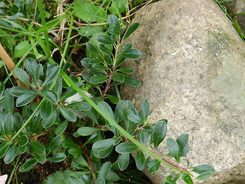 Bearberry Uva ursi is a Latin name which means bear's grape. Also known as Bearberry and Kinnikinnick. This is a native plant to Eastern United States. I came across this plant while searching for a groundcover for my garden as an alternative to lawn.  These plants are visually appealing all year round starting with white and pink flowers followed by berries in the Winter. The foliage changes colors throughout the seasons from  yellow-green in Spring to reddish-purple in the fall. It is drought  tolerant , salt tolerant and does well in sandy soil.  Arctostaphylos,bearberry,kinnikinnick,uva ursi