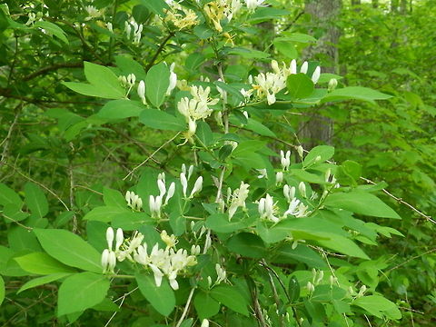 Lonicera  Common Honeysuckle,Geotagged,Lonicera periclymenum,United States