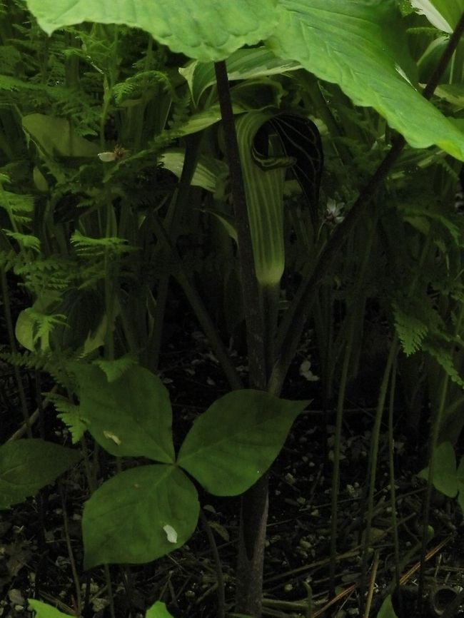 Jack in the pulpit  Arisaema triphyllum,Flora,Geotagged,United States,jack-in-the-pulpit