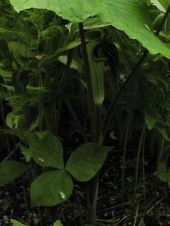 Jack in the pulpit  Arisaema triphyllum,Flora,Geotagged,United States,jack-in-the-pulpit