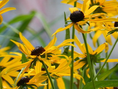 Black-eyed susan  Black-eyed Susan,Geotagged,Rudbeckia hirta,United States