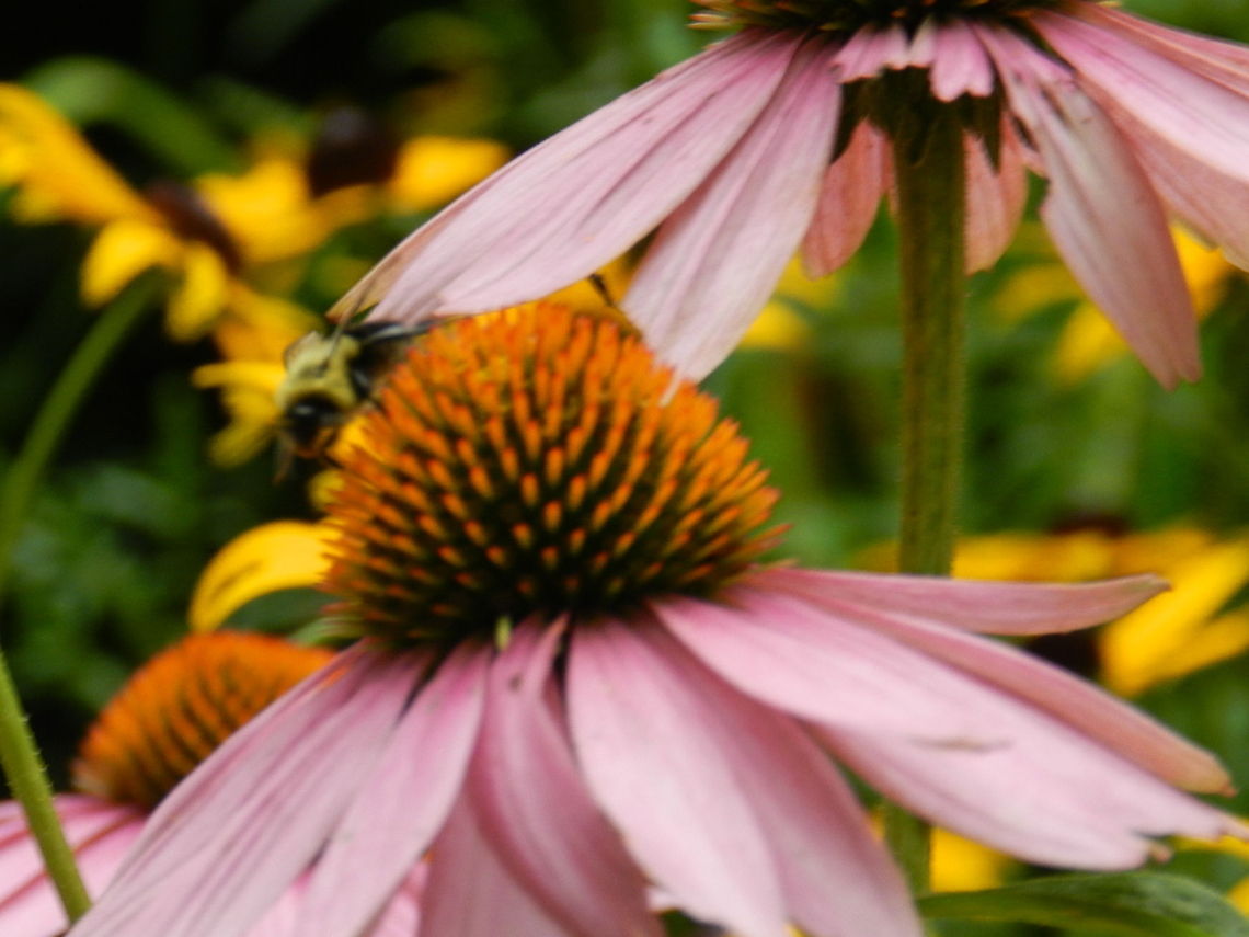 Purple coneflower  Geotagged,United States