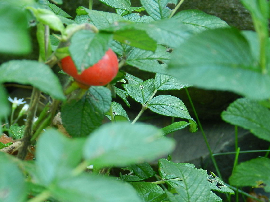 Rugosa Rose Autumn rose hip Geotagged,United States
