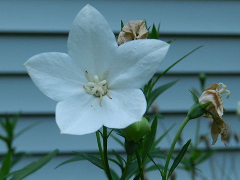White balloon flower  Chinese bellflower,Geotagged,Platycodon grandiflorus,United States