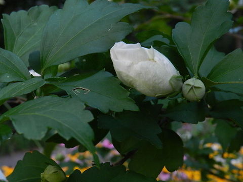 Rose of Sharon  Geotagged,United States