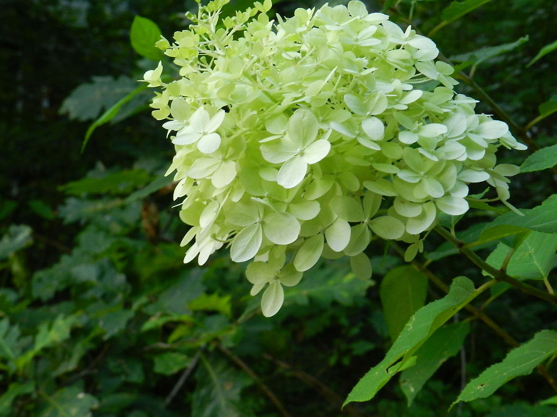 "Limelight"  Geotagged,Hydrangea panicula,Hydrangea paniculata,United States