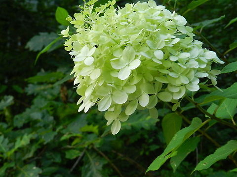 "Limelight"  Geotagged,Hydrangea panicula,Hydrangea paniculata,United States