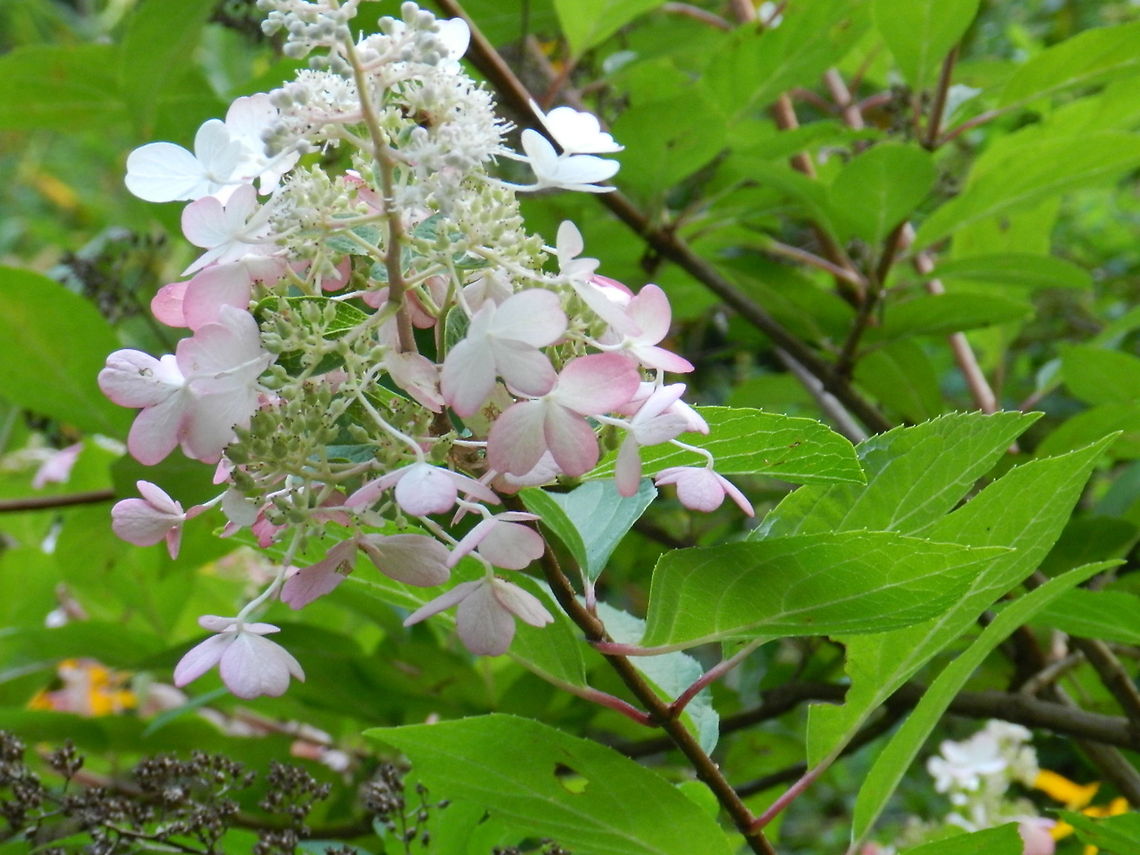 "Pinky Winky"  Geotagged,Hydrangea panicula,Hydrangea paniculata,United States