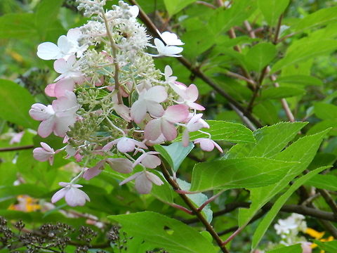 "Pinky Winky"  Geotagged,Hydrangea panicula,Hydrangea paniculata,United States