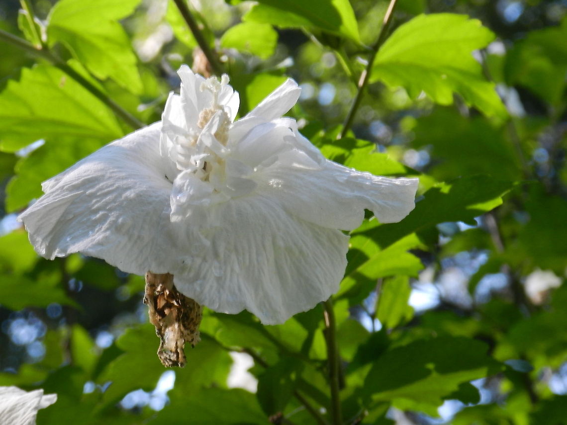 Fading flower  Geotagged,Hibiscus syriacus,Rose of Sharon,United States