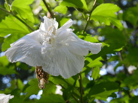 Fading flower  Geotagged,Hibiscus syriacus,Rose of Sharon,United States