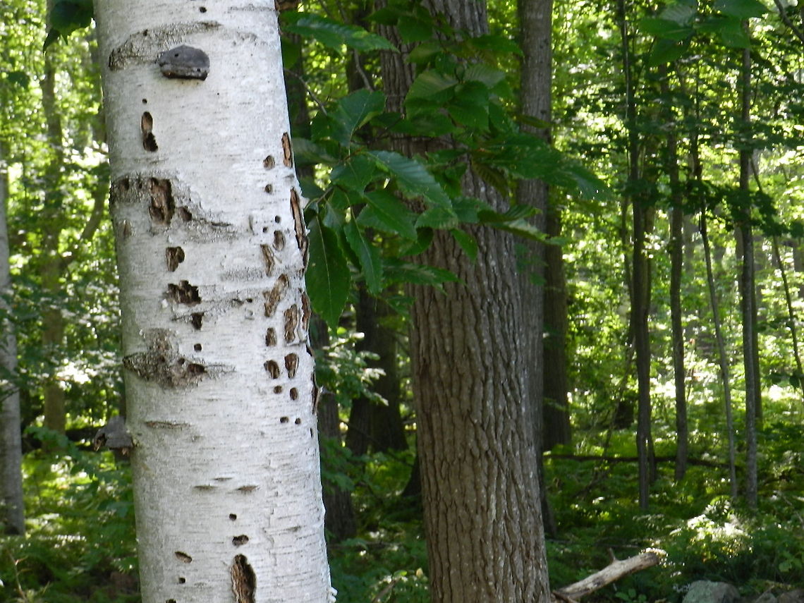 White Birch  Geotagged,United States