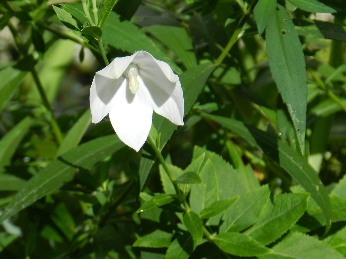 White Balloon Flower  Chinese bellflower,Geotagged,Platycodon grandiflorus,United States