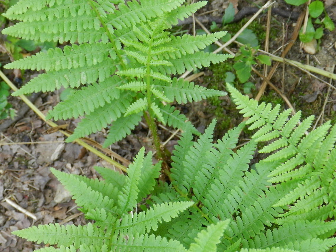 Fern  Athyrium filix-femina,Geotagged,Lady Fern,United States