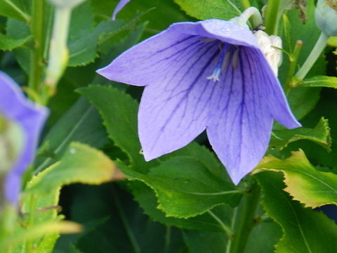 purple balloon  flower  Chinese bellflower,Geotagged,Platycodon grandiflorus,United States