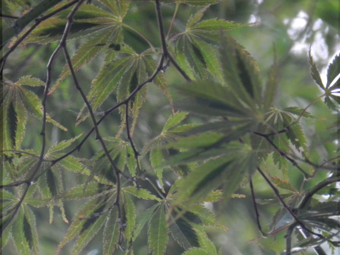 JapaneseMaple  Acer palmatum,Geotagged,Japanese Maple,United States