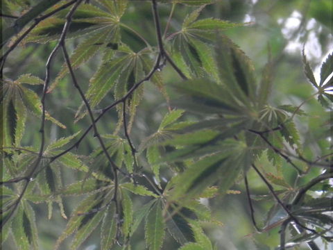 JapaneseMaple  Acer palmatum,Geotagged,Japanese Maple,United States