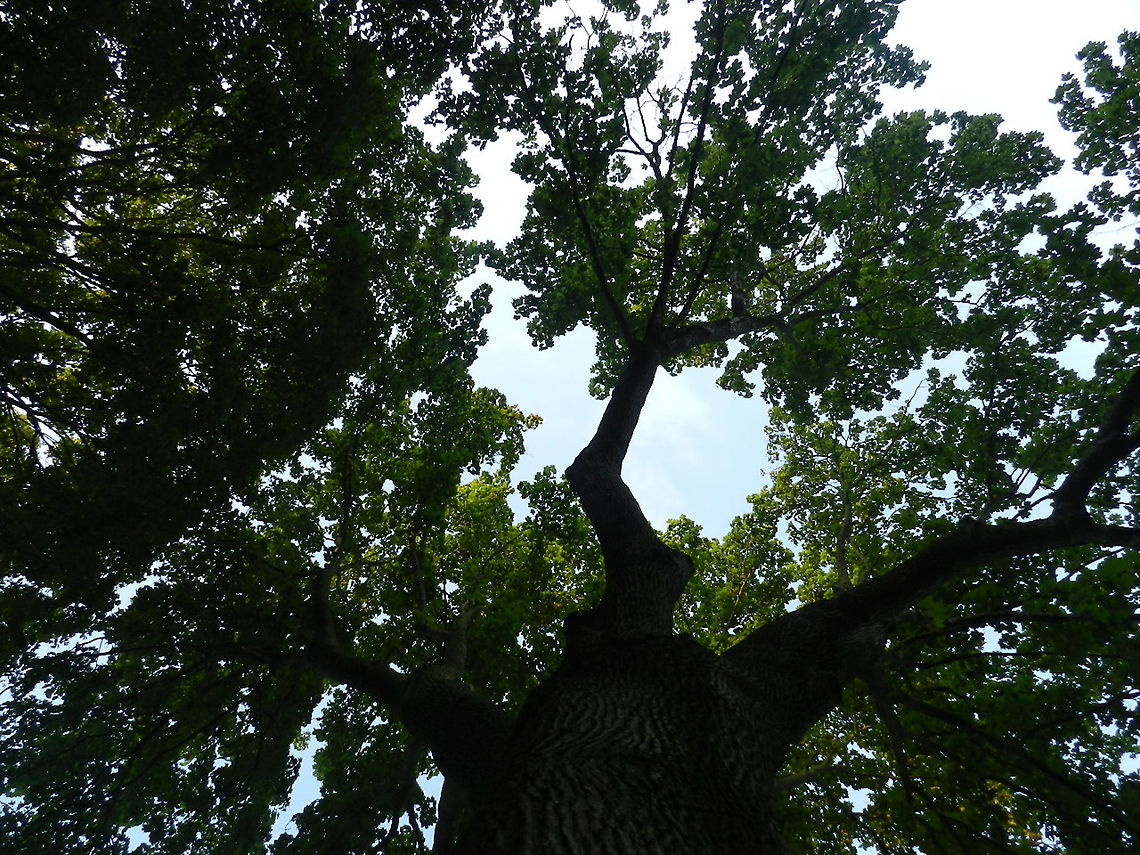 SUGAR MAPLE  Acer pseudoplatanus,Acer saccharum,Geotagged,Maple-leaf Viburnum,Sugar Maple,Sycamore maple,United States,Viburnum acerifolium