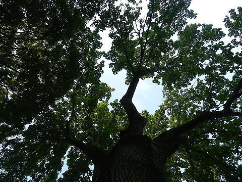SUGAR MAPLE  Acer pseudoplatanus,Acer saccharum,Geotagged,Maple-leaf Viburnum,Sugar Maple,Sycamore maple,United States,Viburnum acerifolium
