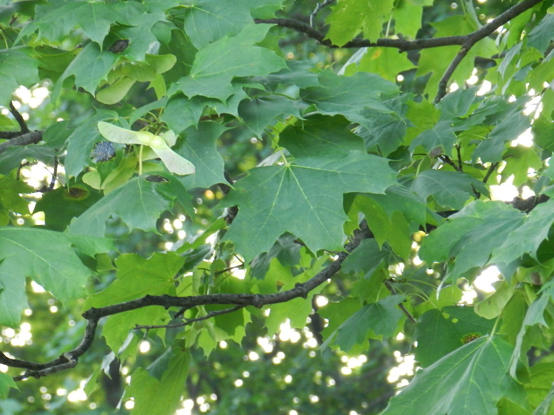 Sugar Maple  Acer platanoides,Acer saccharum,Geotagged,Norway Maple,Sugar Maple,United States