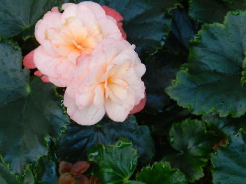 begonia  Begonia obliqua,Geotagged,United States